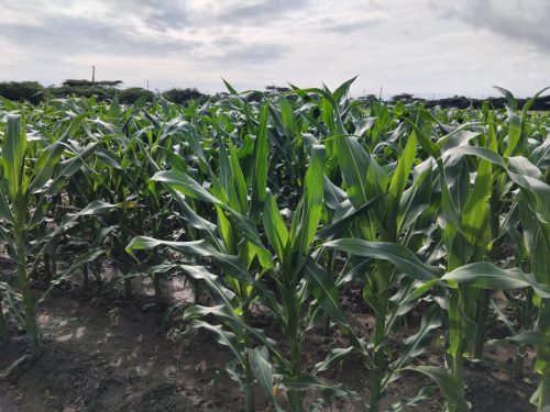 549779881 1197403962408642 391076749205976405 n